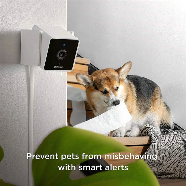 Petcube Cam Pet Monitoring Camera for Cats & Dogs