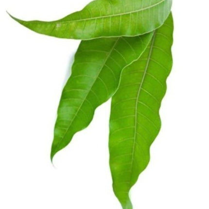 Mango Leaves 10 Pieces