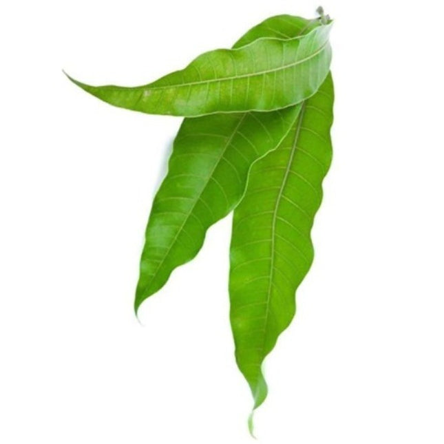 Mango Leaves 10 Pieces