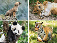 super colour progressive 20 60 100 180 wildlife puzzle set 4 puzzles