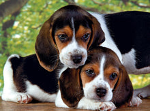 500 pc close together puzzle beagle puppies