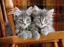 500 pc two grey kittens