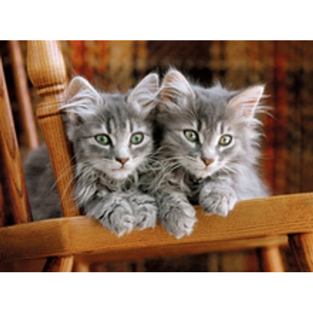 500 pc two grey kittens
