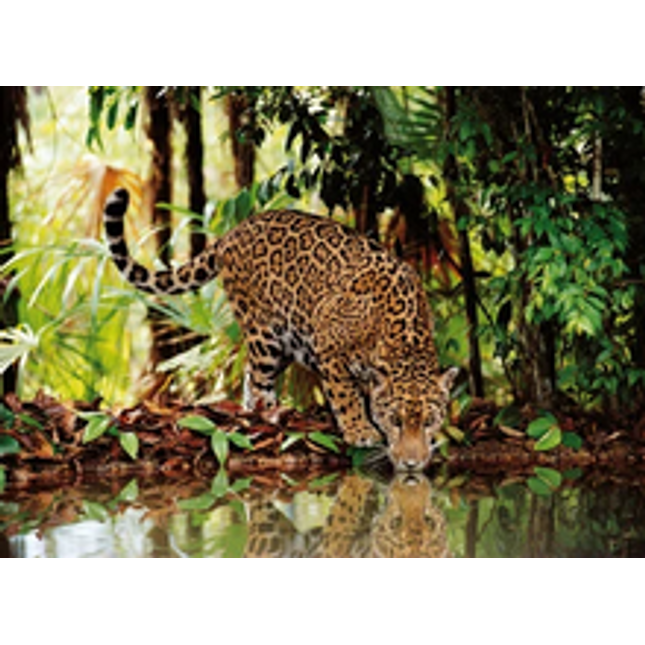 2000 pc leopard