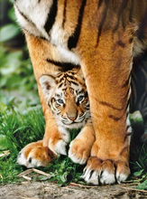 500 pc bengal tiger