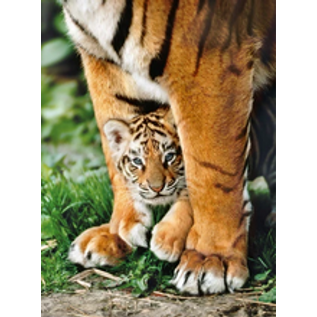 500 pc bengal tiger