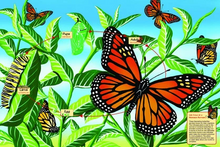 monarch butterfly life cycle 48 pc floor puzzle