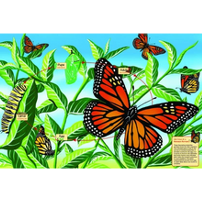 monarch butterfly life cycle 48 pc floor puzzle