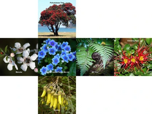 new zealand flora 3 x 3 pillow printed